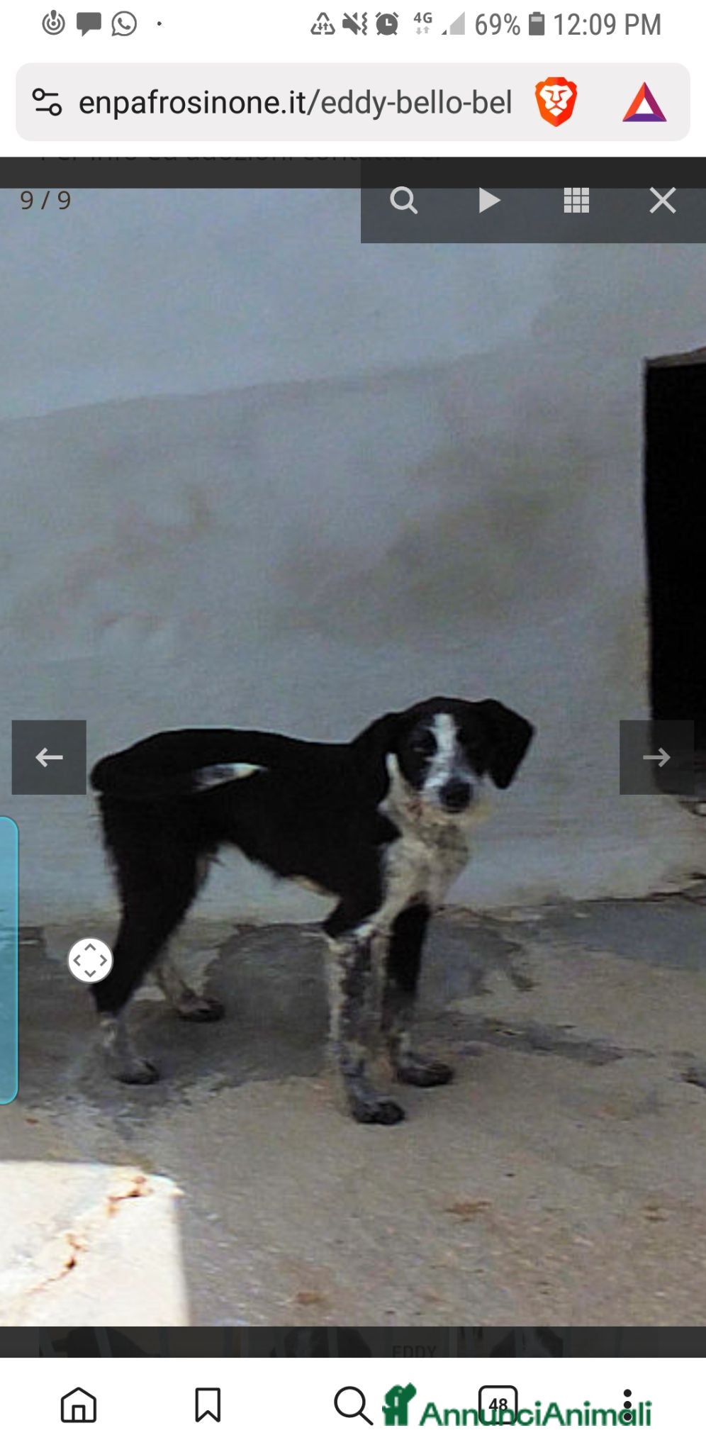 Meticcio cani Eddy bellissimo - Annuncio 7