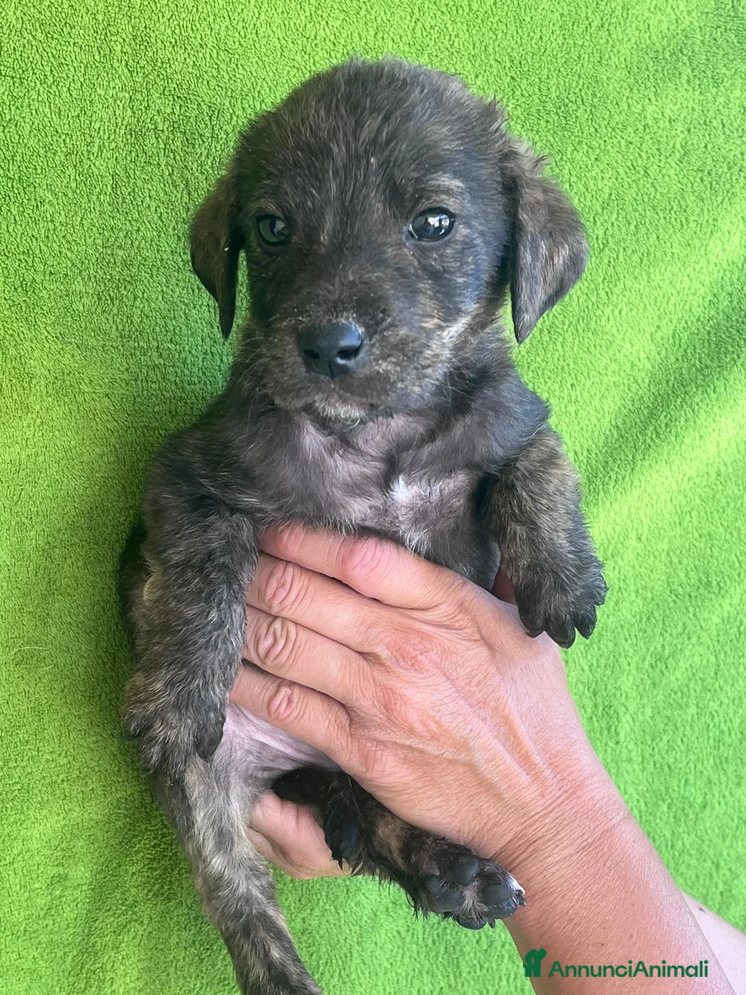Meticcio cani in regalo: Dolcissimi cuccioli 4 maschi e 3 femmine  a Città Metropolitana di Firenze - Annuncio 7