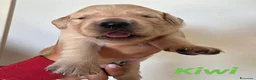 Golden Retriever cani in vendita: Cuccioli Golden Retriever a Provincia di Savona - Annuncio 4