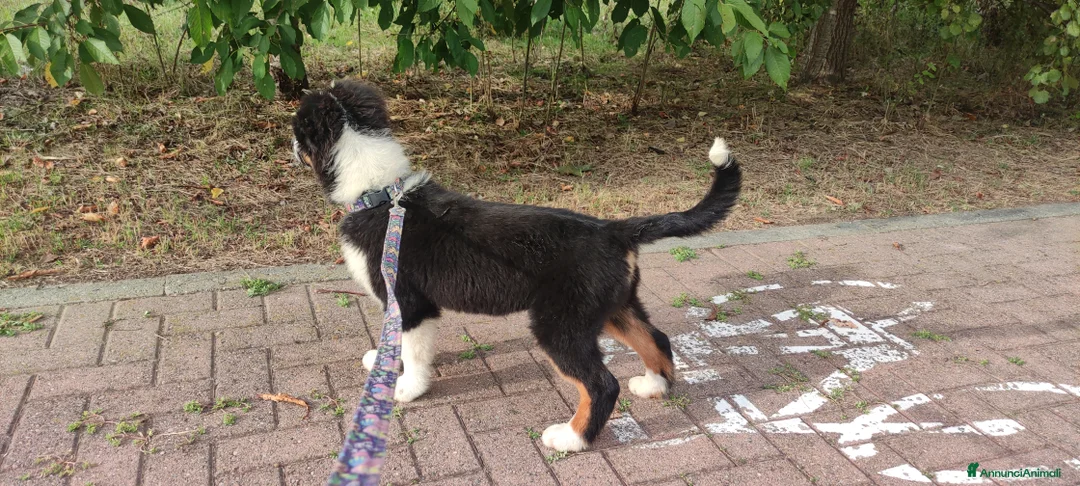 Immagine della galleria {{count}}