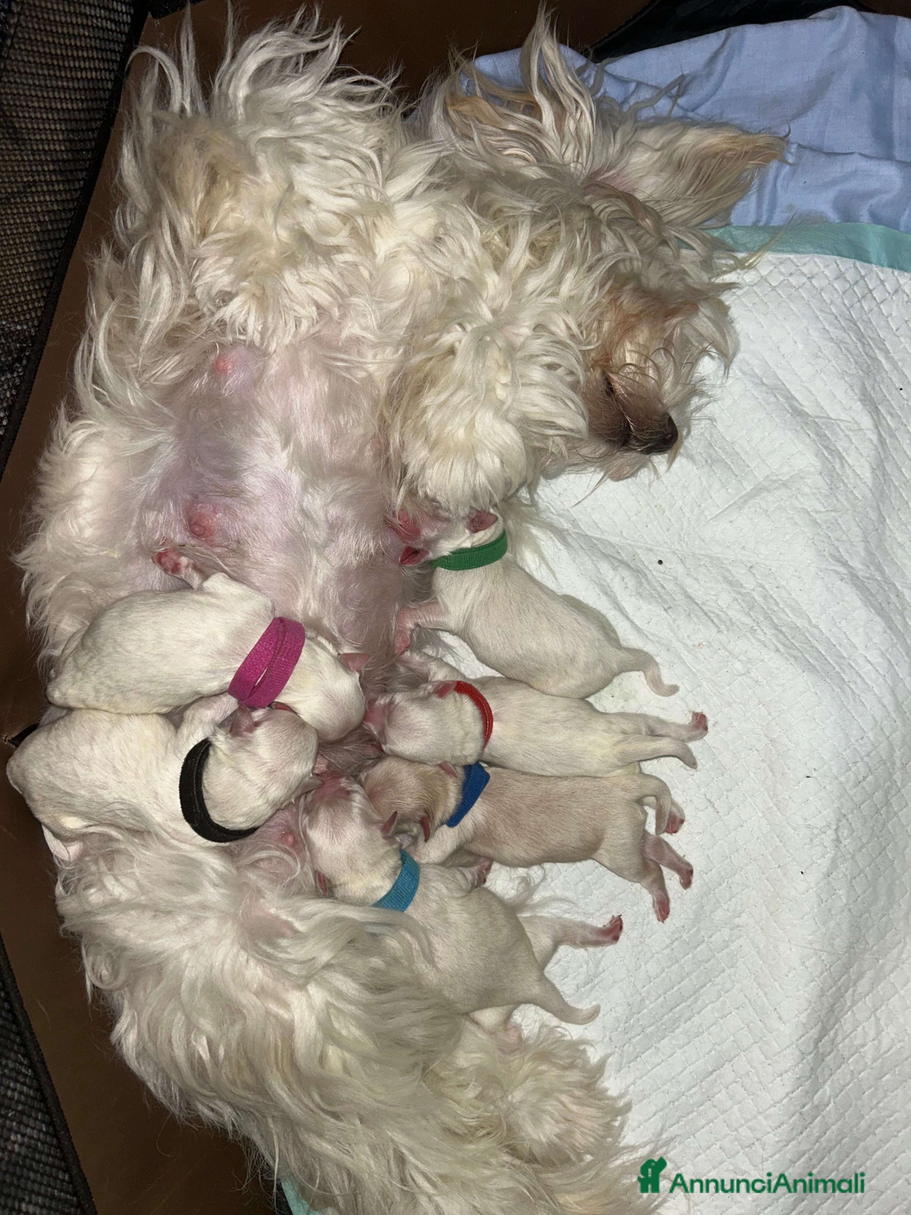 Maltese cani Vendita maltese - Annuncio 1