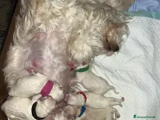 Maltese cani Vendita maltese - Annuncio 1