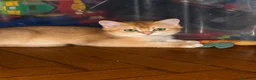 British gatti in vendita: British maschi golden  - Annuncio 2