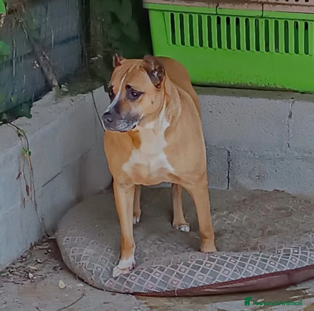 Meticcio cani in regalo: ADOZIONE DEL CUORE PER KIRA a Città Metropolitana di Bologna - Annuncio 3