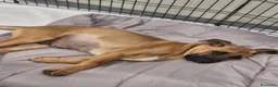Meticcio cani in regalo: Mortimer ha sconfitto la morte, ora è in canile - Annuncio 1