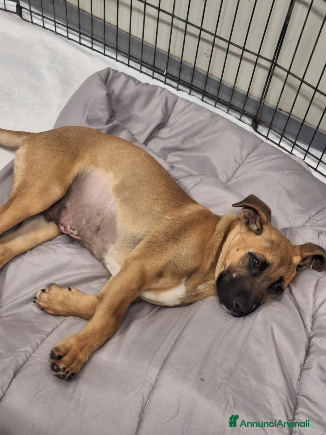 Meticcio cani in regalo: Mortimer ha sconfitto la morte, ora è in canile - Annuncio 1