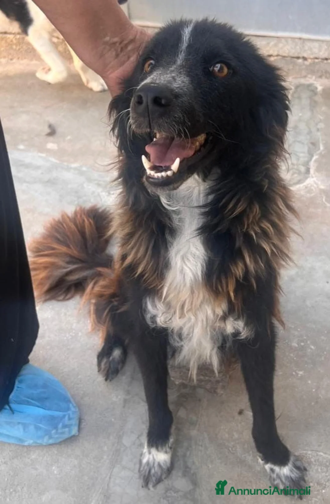 Border Collie cani in regalo: Conny, meraviglioso incrocio Border Collie a Città Metropolitana di Firenze - Annuncio 4