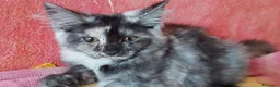 Maine Coon gatti in vendita: Cuccioli Maine coon maschio Black e femmine Tortie - Annuncio 5