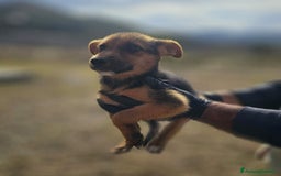 Altre razze cani in regalo: FIORELLA, GINETTA, LARA, SPINA - Immagine 3