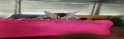 Maine Coon gatti in vendita: Maine coon  - Annuncio 7