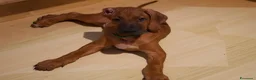 Rhodesian Ridgeback cani in vendita: Cuccioli Rhodesian Ridgeback con Pedigree ENCI - Annuncio 37