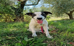 Altre razze cani in regalo: CUCCIOLI  - Immagine 3