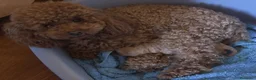 Barboncino Toy cani in vendita: Cuccioli barbone toy color Fulvo - Annuncio 3