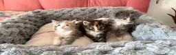 Maine Coon gatti in vendita: Da Leo e alaska 5  fantastici cuccioli!!! - Annuncio 12