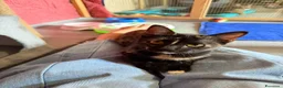 Europeo gatti in regalo: CELINE, affettuosissima gattina in adozione.  - Annuncio 6