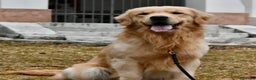 Golden Retriever cani in vendita: Golden retriever con pedigree ENCI  a Provincia di Treviso - Annuncio 4