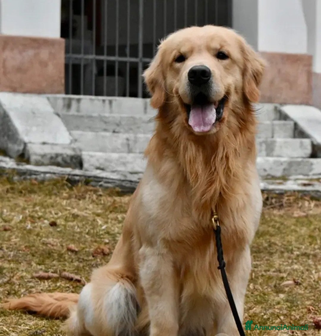 Golden Retriever cani in vendita: Golden retriever con pedigree ENCI  a Provincia di Treviso - Annuncio 4
