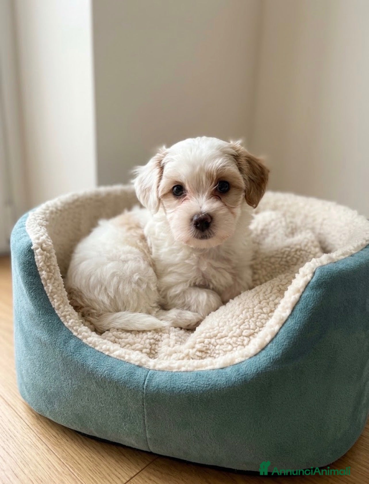 Maltipoo cani Cucciole di Maltipoo  - Annuncio 1