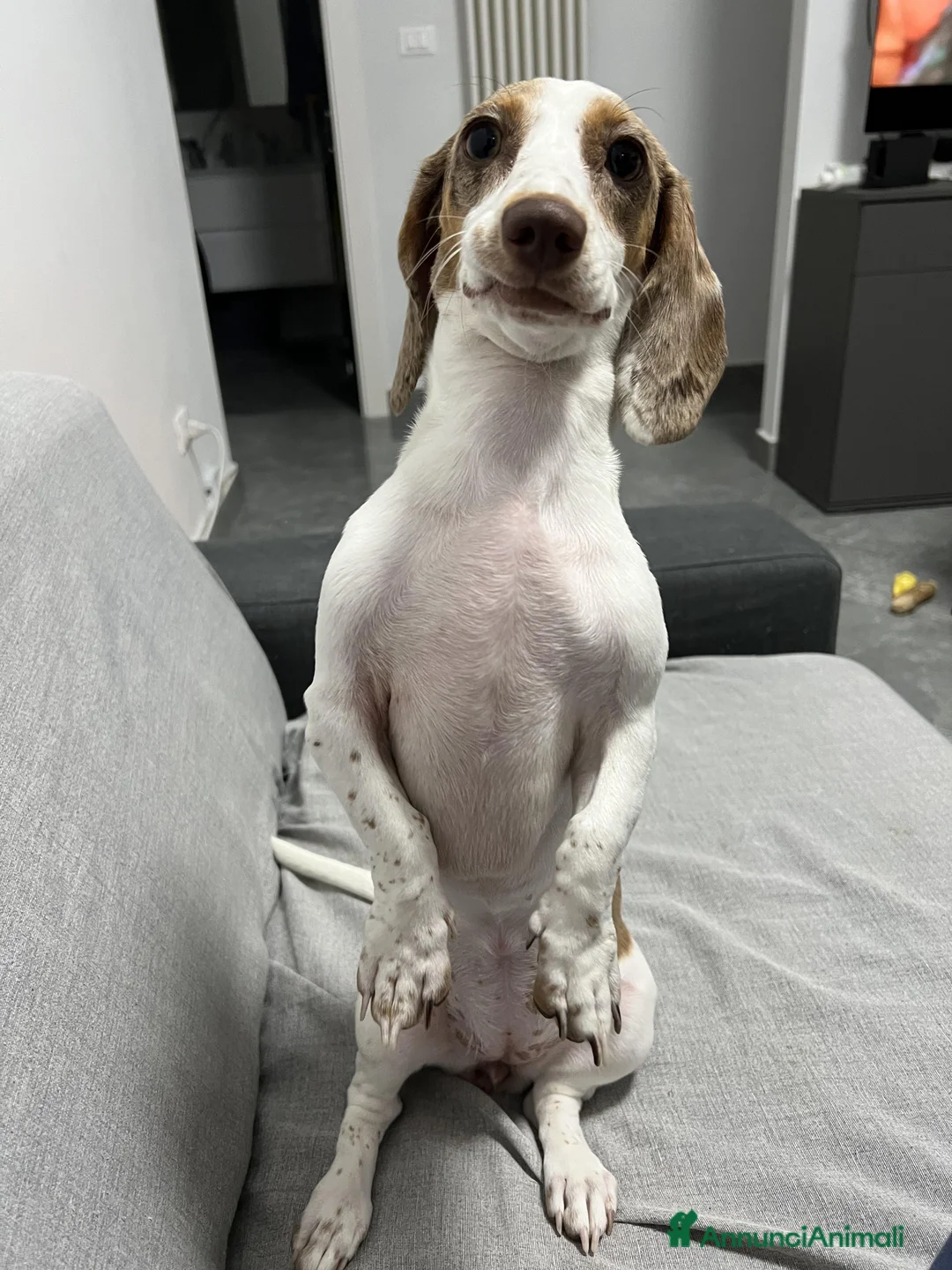 Bassotto cani per accoppiamento: Si ricerca bassotto maschio per monta. - Annuncio 7