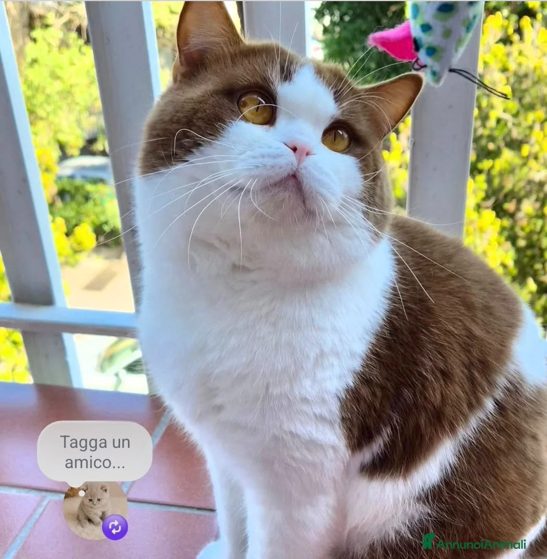 British gatti in vendita: British shorthair  - Annuncio 2