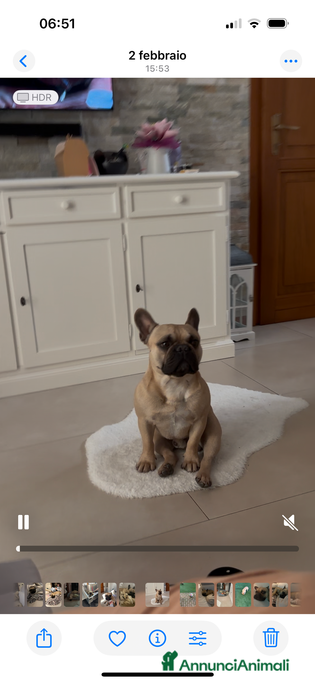 Bulldog Francese cani per accoppiamento: Bulldog Francese cerca Fidanzata a Provincia di Pistoia - Immagine 1