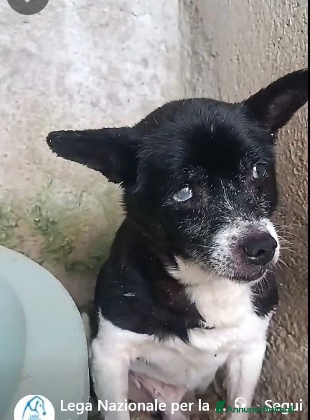 Meticcio cani in regalo: Anziano e cieco - Annuncio 1