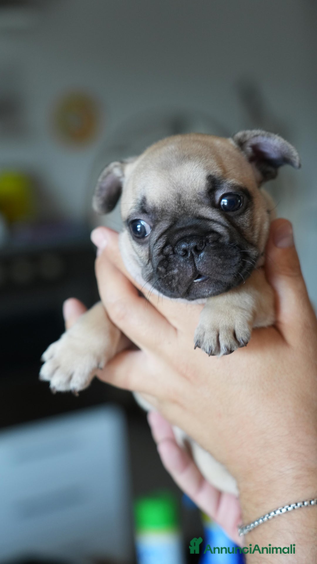 Bulldog Francese cani in vendita: Bulldog francese  a Provincia di Ascoli Piceno - Immagine 4