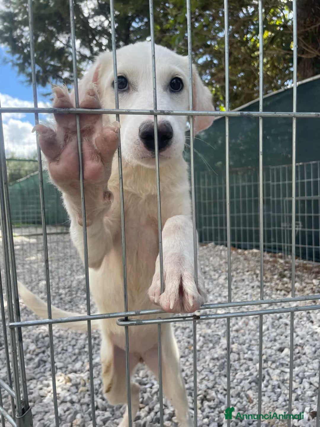 Meticcio cani in regalo: NUVOLA, cucciolona meravigliosa! - Immagine 1