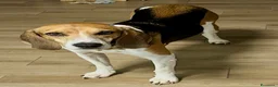 Beagle cani in regalo: Luna dolcissima simil beagle di 4 anni tg media a Provincia di Novara - Annuncio 1