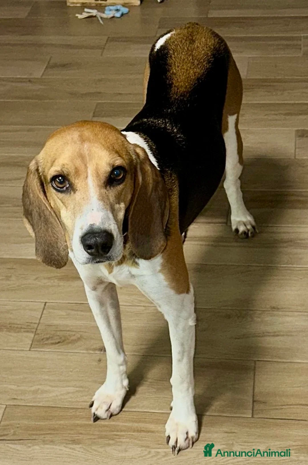 Beagle cani in regalo: Luna dolcissima simil beagle di 4 anni tg media a Provincia di Novara - Annuncio 1