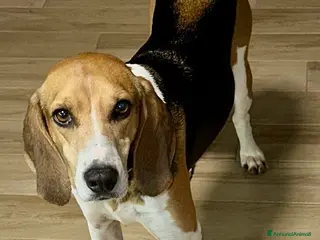 Beagle cani Luna dolcissima simil beagle di 4 anni tg media a Provincia di Novara - Annuncio 24