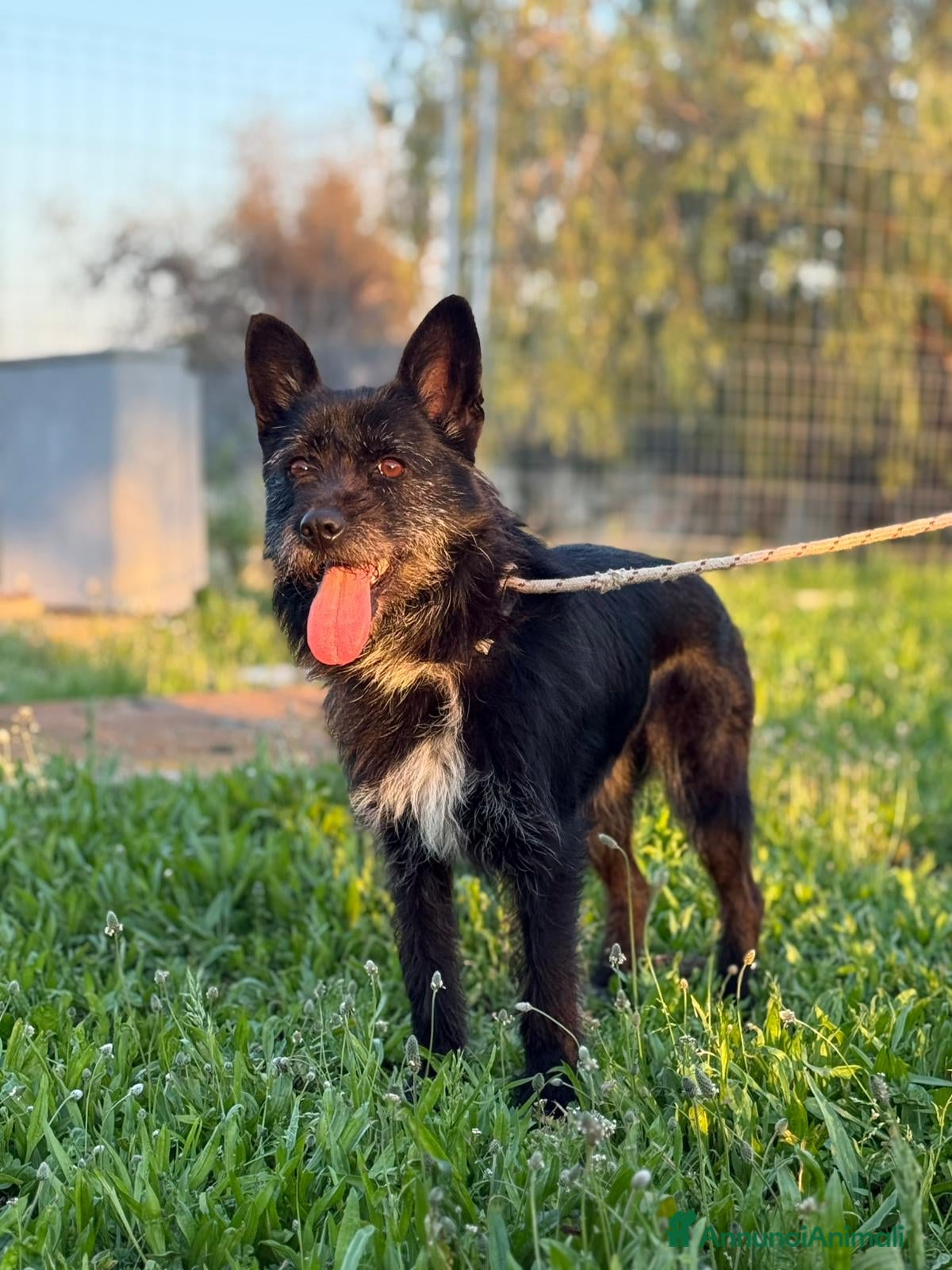 Spinone cani Spinoncina in adozione - Annuncio 3