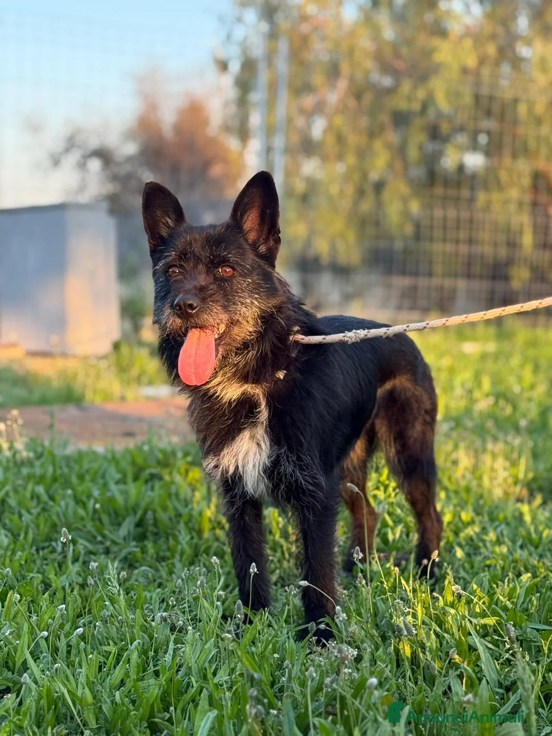 Spinone cani in regalo: Spinoncina in adozione a Città Metropolitana di Bari - Annuncio 1