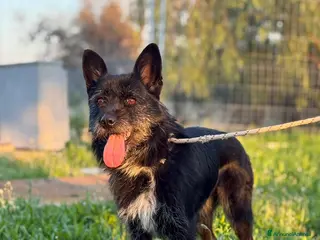 Spinone cani Spinoncina in adozione - Annuncio 3