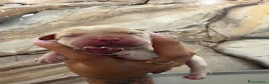 Labrador 2