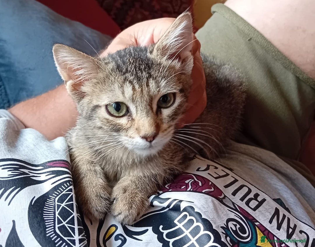 Meticcio cani in regalo: SOS DOLCE NEMO - Annuncio 3