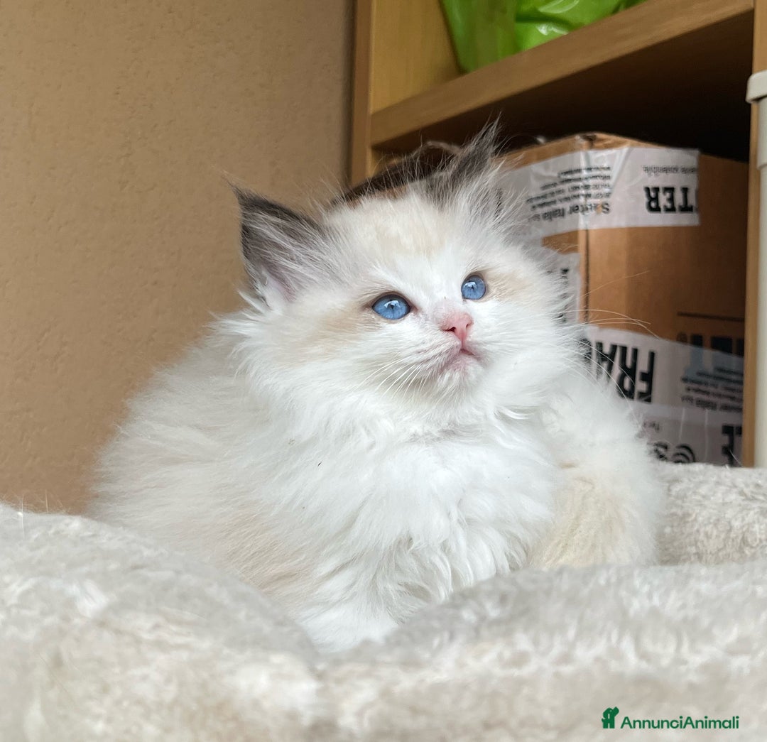 Ragdoll gatti in vendita: Splendida cucciola Choco bicolour - Annuncio 5