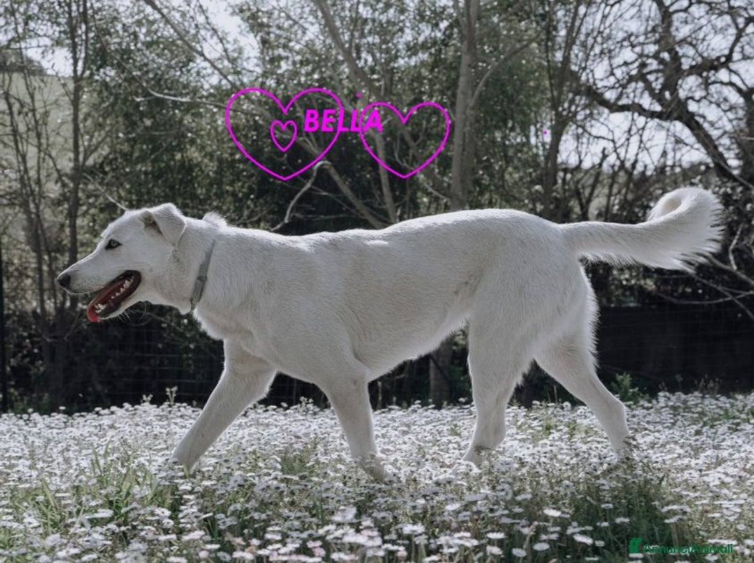 Meticcio cani in regalo: BELLA 2anni buona festosa tg media a Città Metropolitana di Firenze - Immagine 6