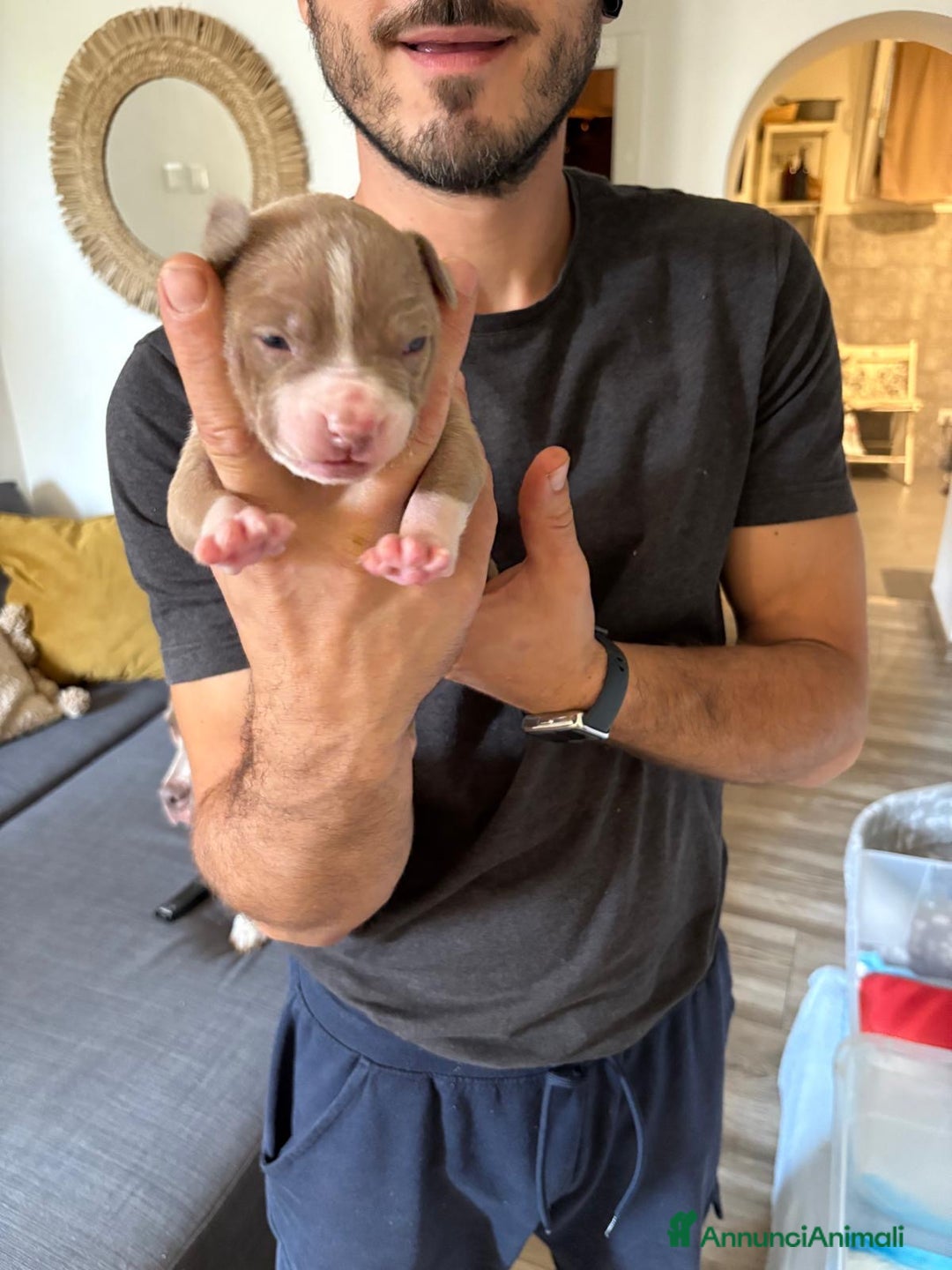 American Bully cani in vendita: American bully xl - Annuncio 4