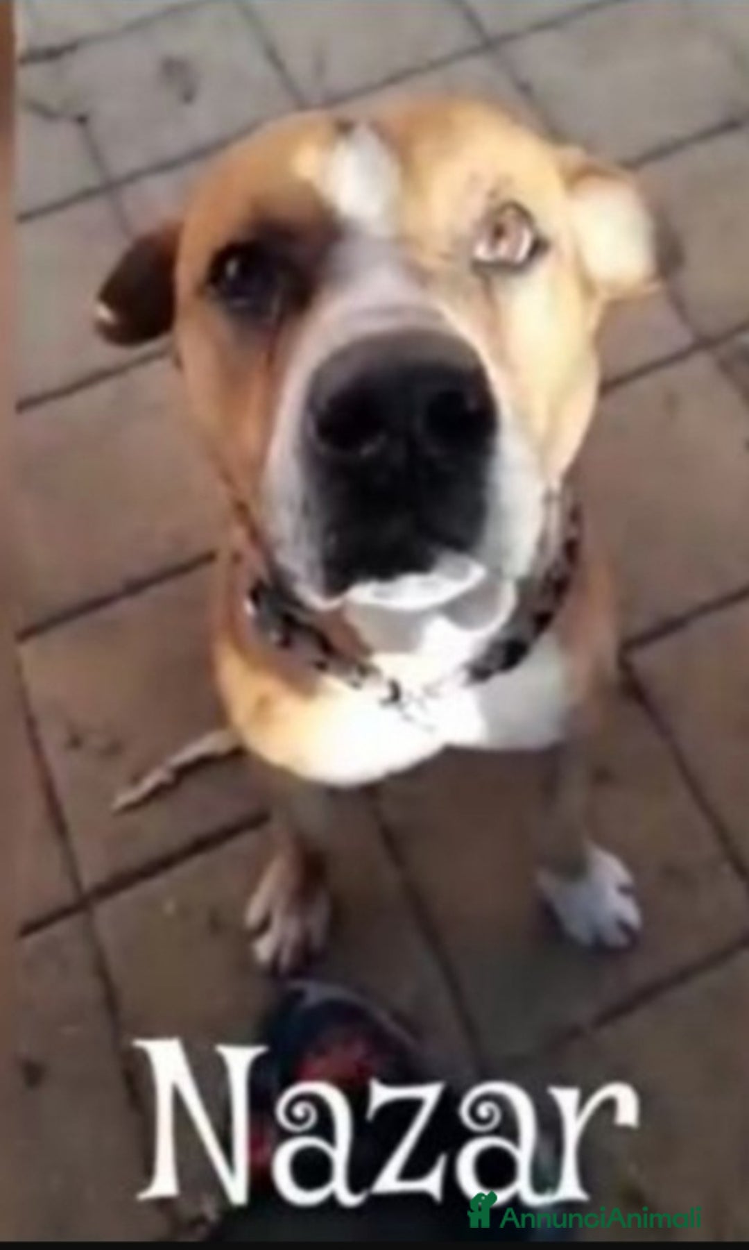 Pitbull cani in regalo: Nazar Pitbull 1vita a catena,BUON CARATTERE.ROMA a Città metropolitana di Milano - Immagine 2