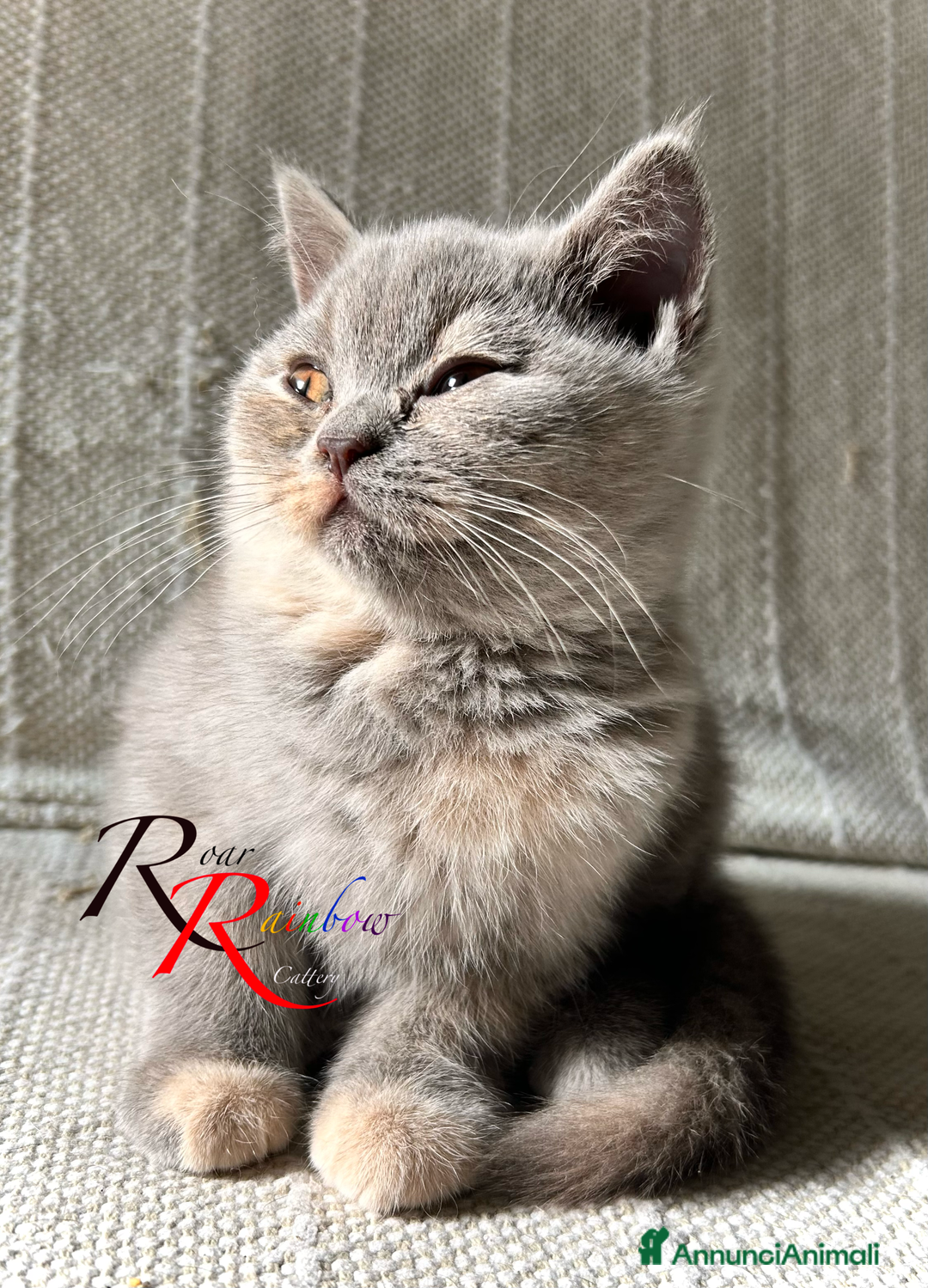 British gatti in vendita: Gatti e British Shorthair  - Annuncio 2