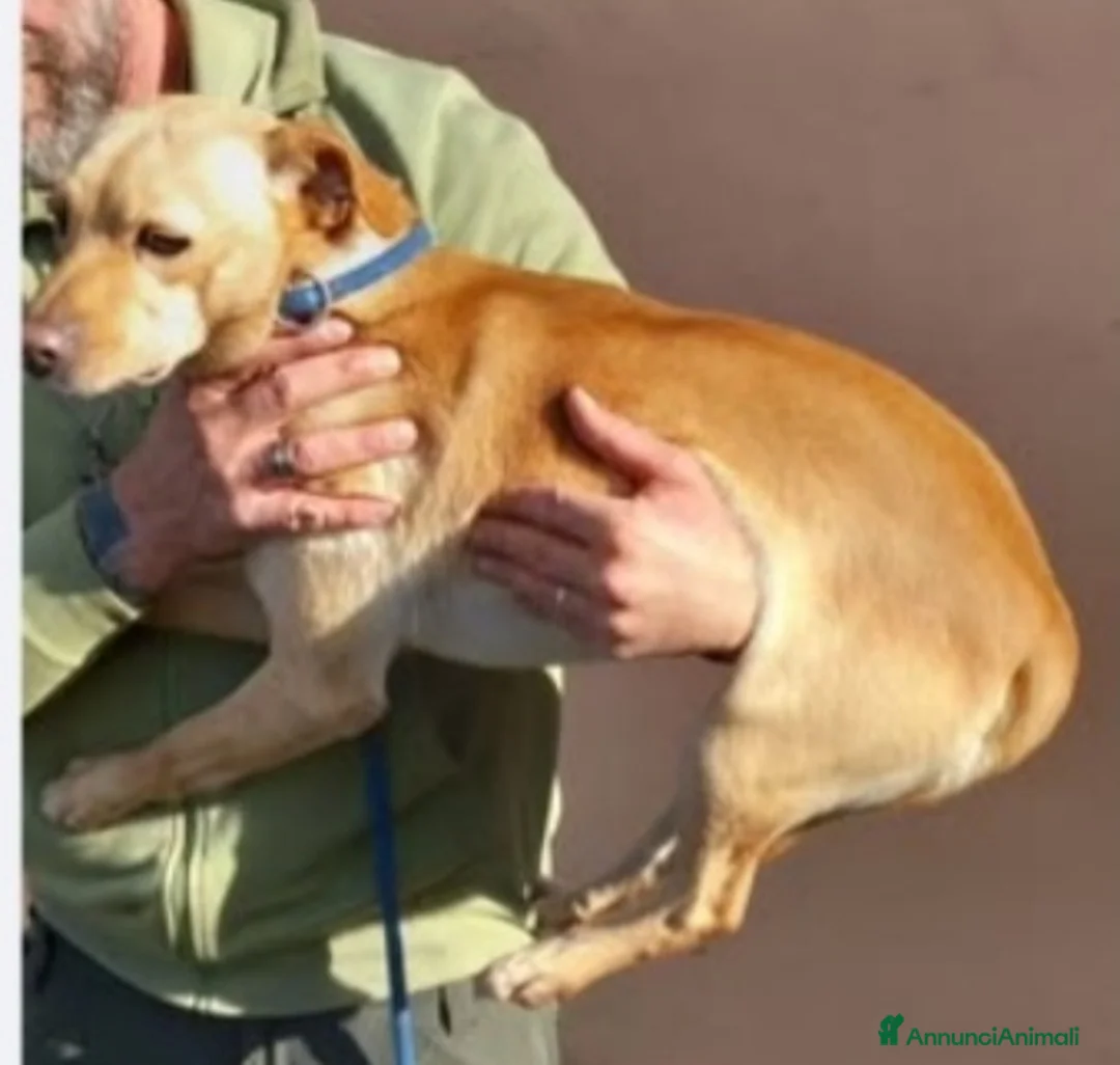 Meticcio cani in regalo: 4anni kg8/9 portato in canile dai padroni!NAPOLI a Città metropolitana di Milano - Annuncio 3