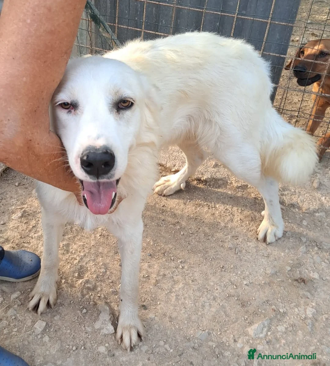 Meticcio cani in regalo: TENERA NUVOLETTA BIANCA - Annuncio 2