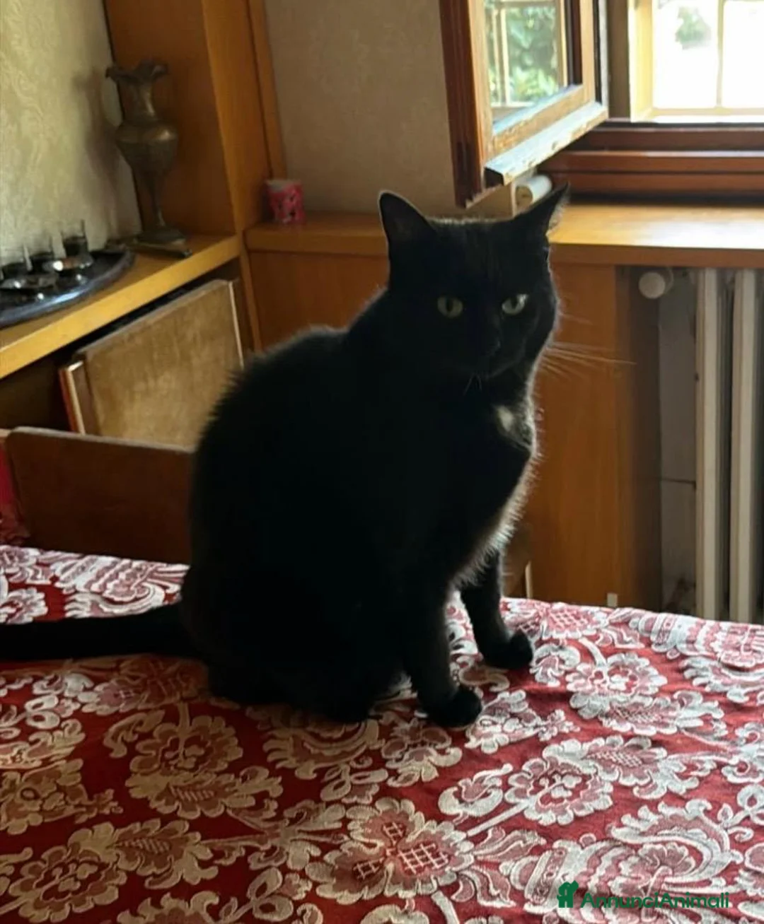 Meticcio gatti in regalo: Gatta di 8 anni  - Annuncio 1