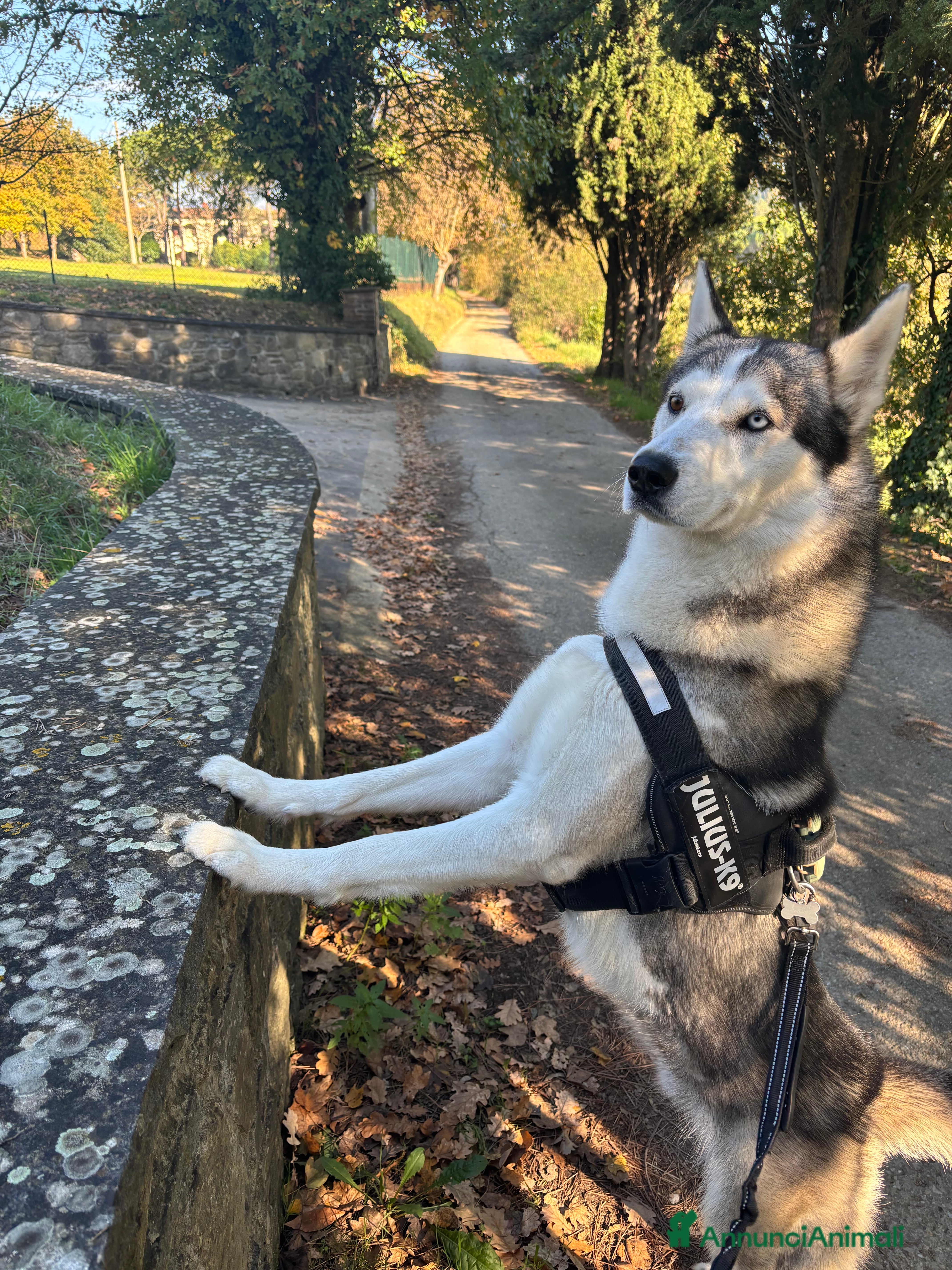 Meticcio cani Incrocio tra due Husky/weimaraner - Annuncio 2