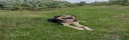 Pastore Tedesco cani in regalo: Ciao a tutti da Remì!Splendido Simil pastore (CT) - Annuncio 9