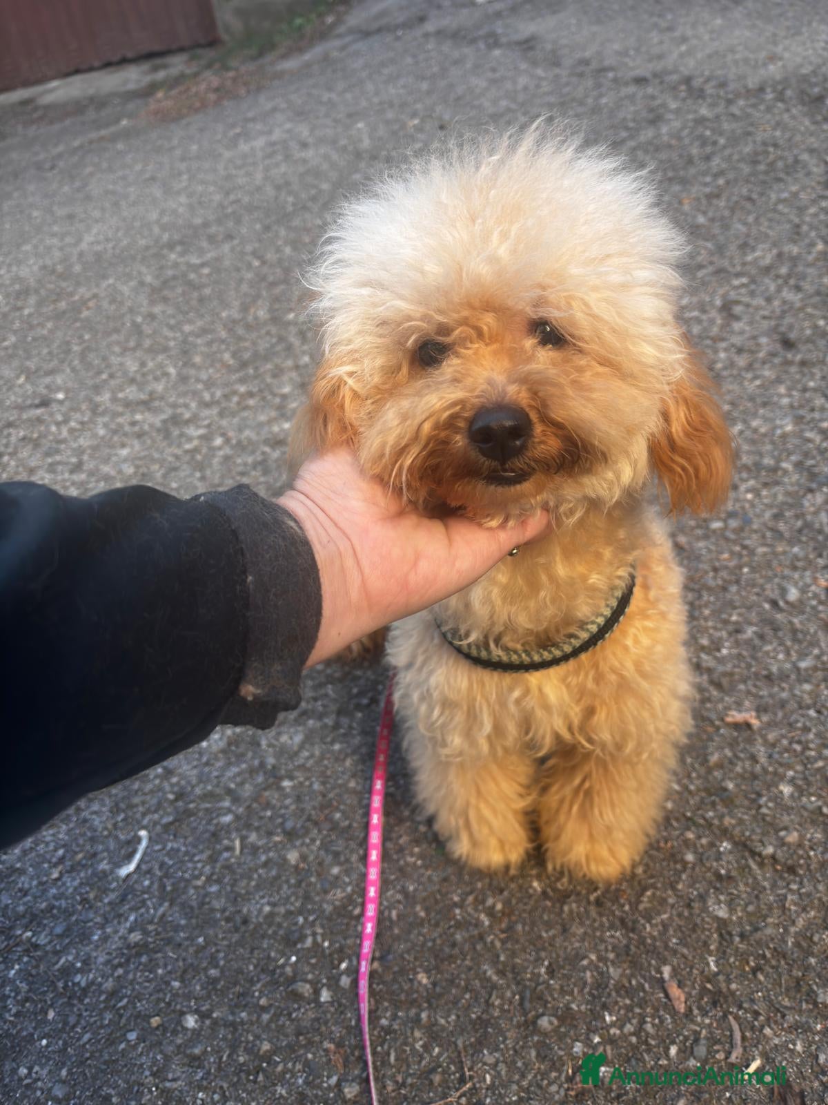 Barboncino cani Barboncino piccolo nano  - Annuncio 1