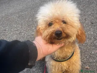 Barboncino cani Barboncino piccolo nano - Annuncio 10