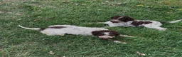 Lagotto cani in vendita: Leo & jack  - Annuncio 2