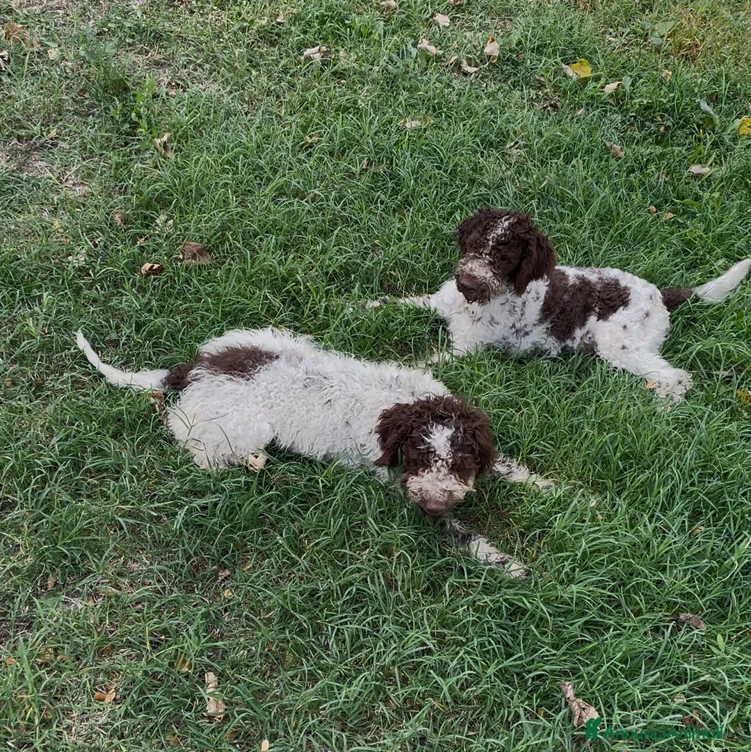 Lagotto cani in vendita: Leo & jack  - Annuncio 2